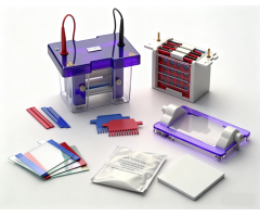 Western Blot