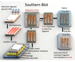 Northern / Southern blot