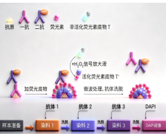 免疫荧光染色